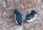 Toldalk - Razorbill  (Alca torda)